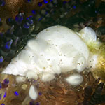 Echineulima asthenosomae